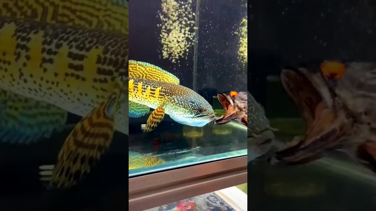 snake head fish || big size chana barka fish #viral #shrots #fish  #aquarium