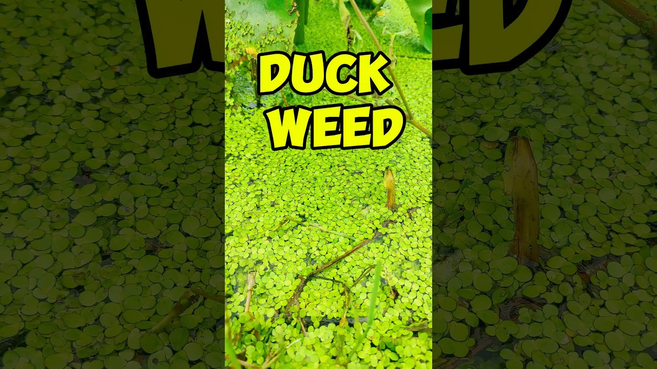 Duck weed // Frre aquarium plant #hindi#shortvideo#aquarium #aquariumplants#viralvideo @sdaqua2381