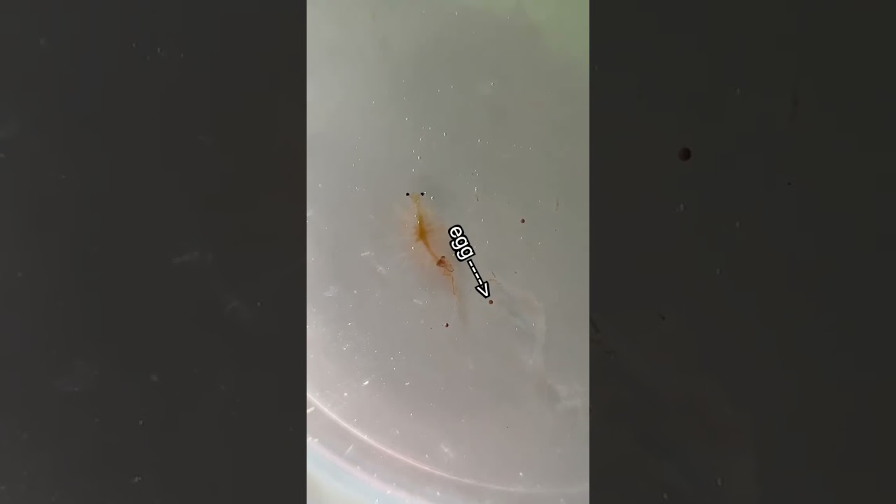 How I Revived my Dead Shrimp 🦐