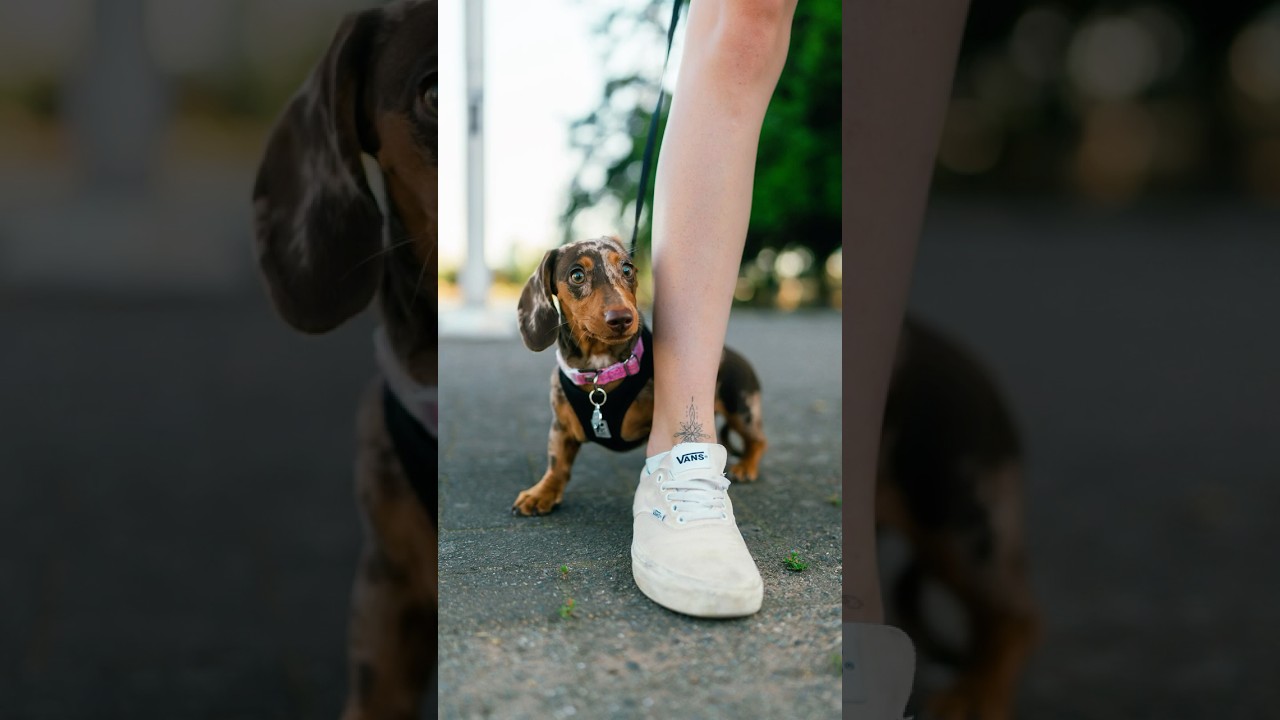 If anxiety were a dog 😅 Street Portraits with a Dachshund Puppy