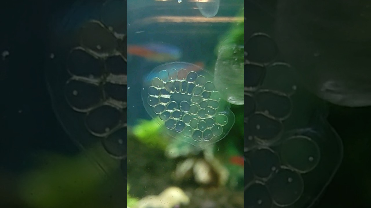Ramshorn Snail Egg Timelapse