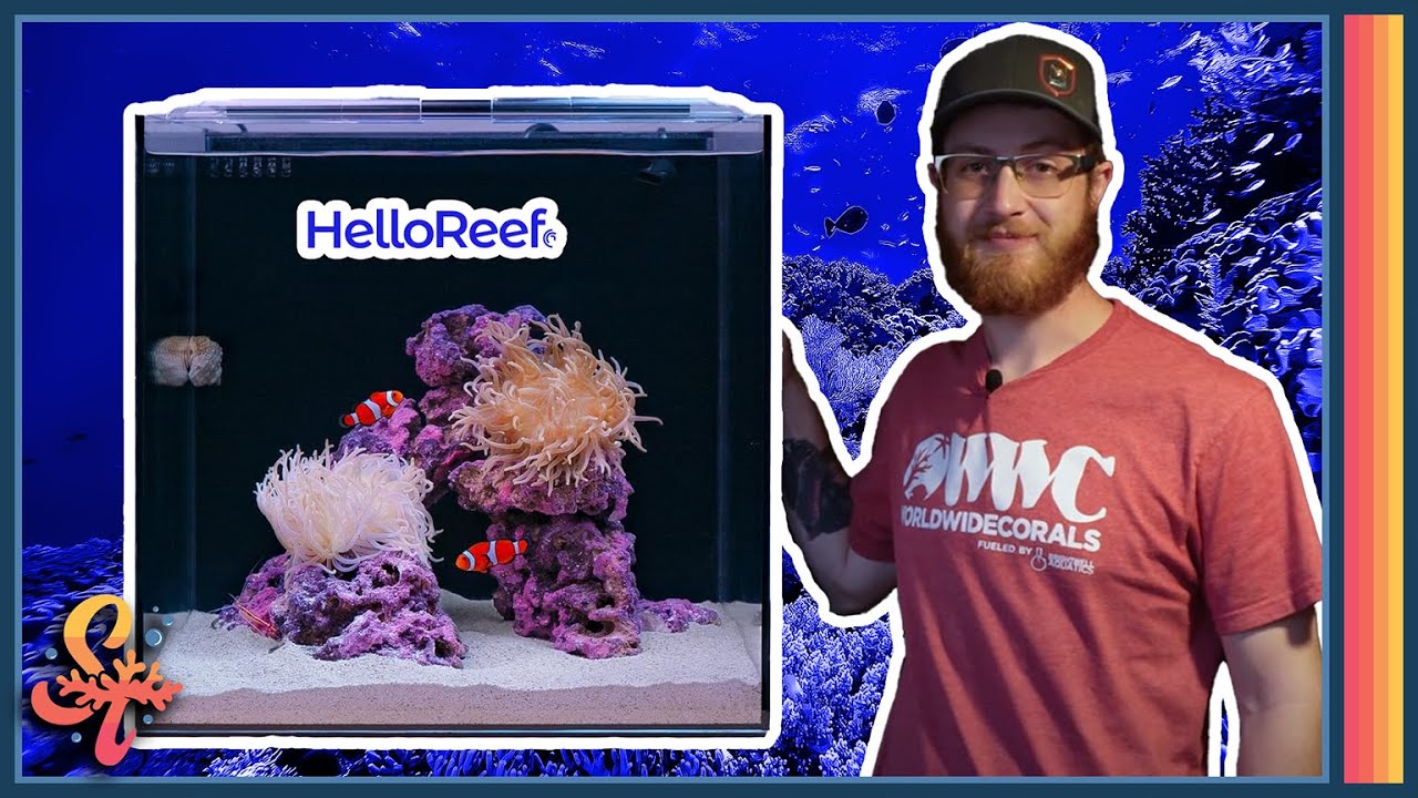 The BEST Beginner Saltwater Aquarium?! – Starting Your First Saltwater Fishtank!