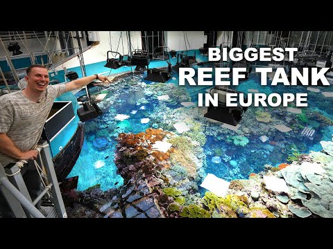 8,000,000 liters REEF AQUARIUM – (behind the scenes) Tour Burger's Zoo