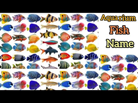 Aquarium Fishes Name In English With Pictures For Kids | Aquarium Fish Vocabulary