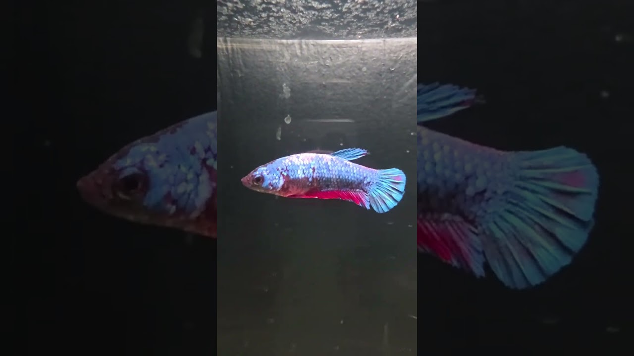 Female Halfmoon Plakat 33