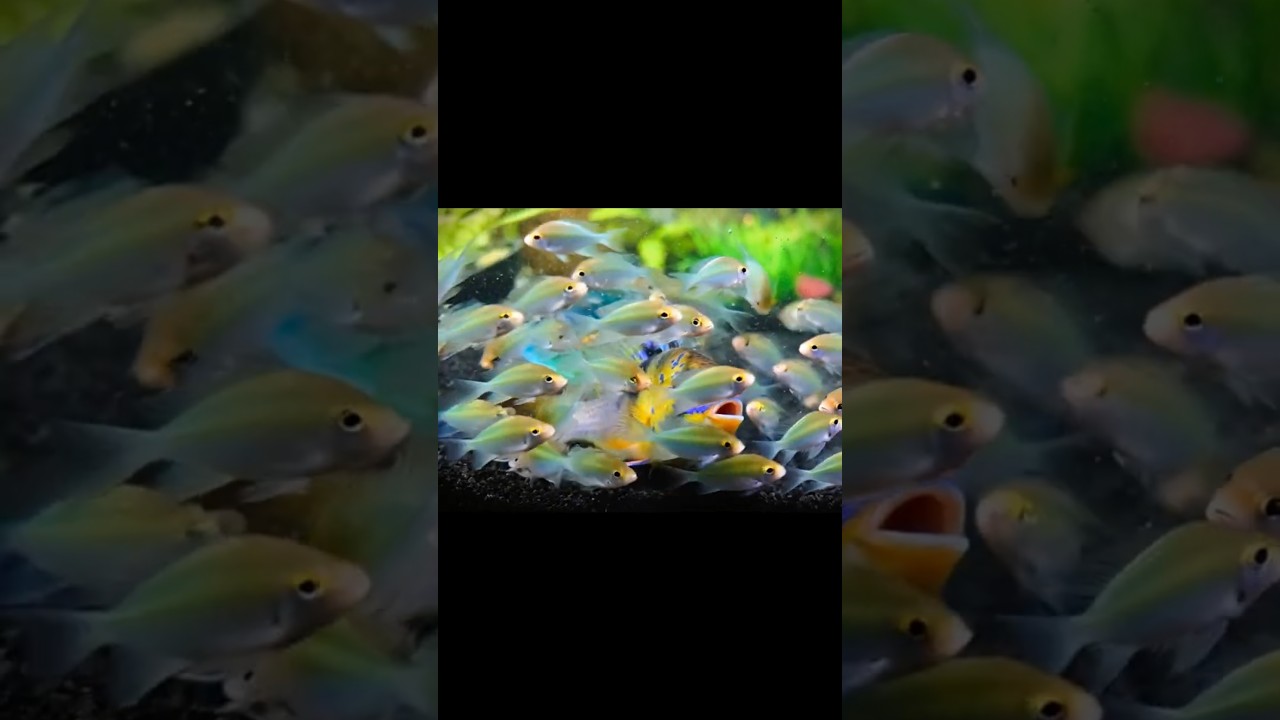 Fishy 🐠 🎣 #oddlysatisfying #fishtank