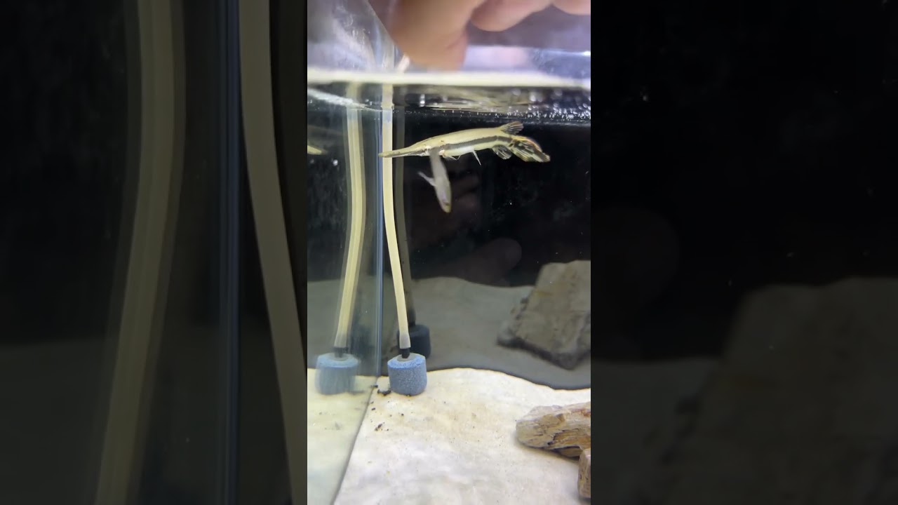 Florida Spotted Gar Baby Monster Predator Fish @lucienpipps | Falcon Aquarium Services