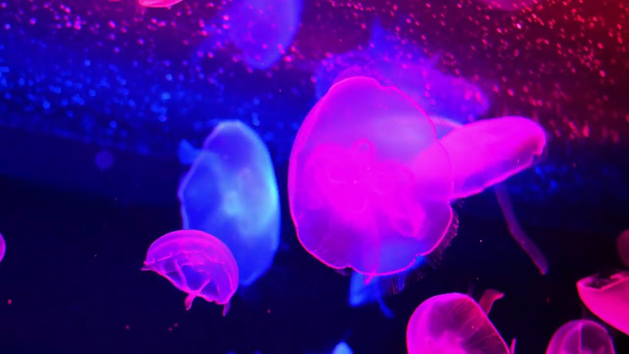 Jelly fish