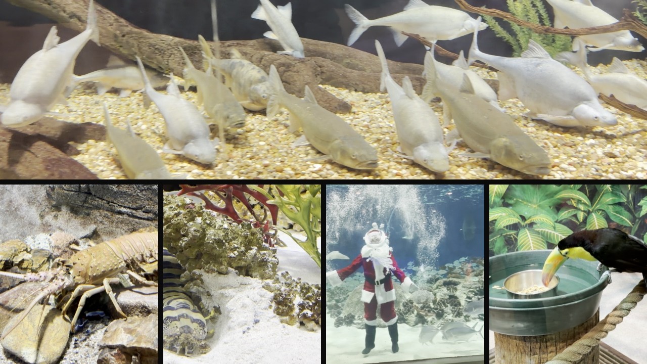 OdySea Aquarium Phoenix Arizona Sharks, Sea Turtles & Underwater Santa! Family Vlog
