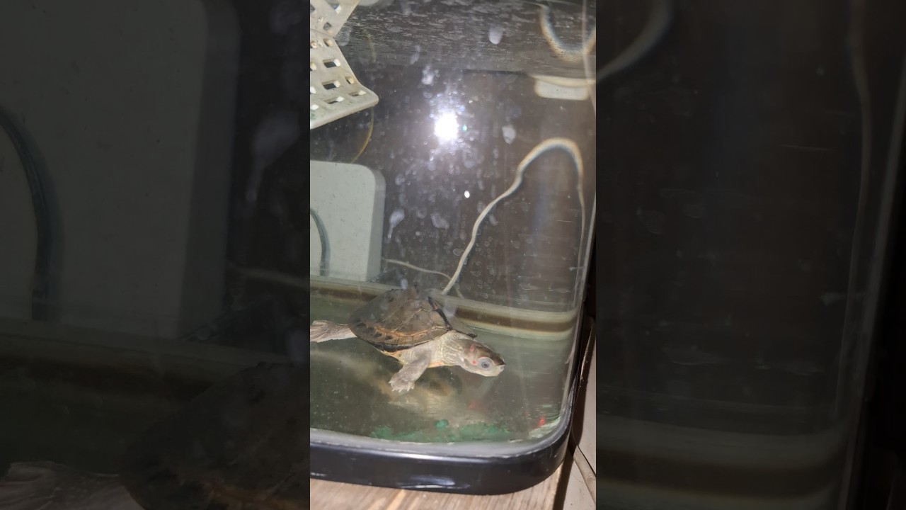 Thalapathy Kacheri – tortoise #tortoise #kachhua #kachhuaking