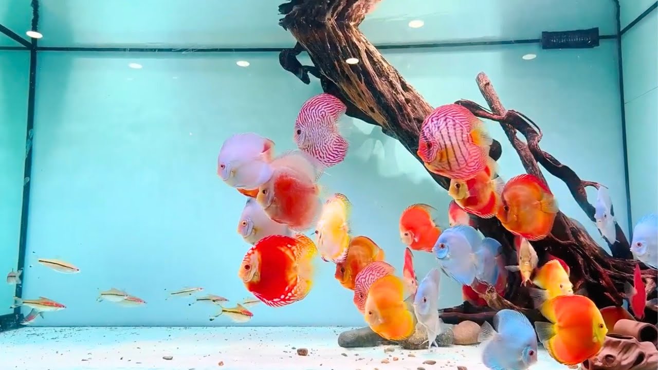 Top 6 Most Beautiful Discus Fish Tank Setup – Gorgeous Discus Aquarium