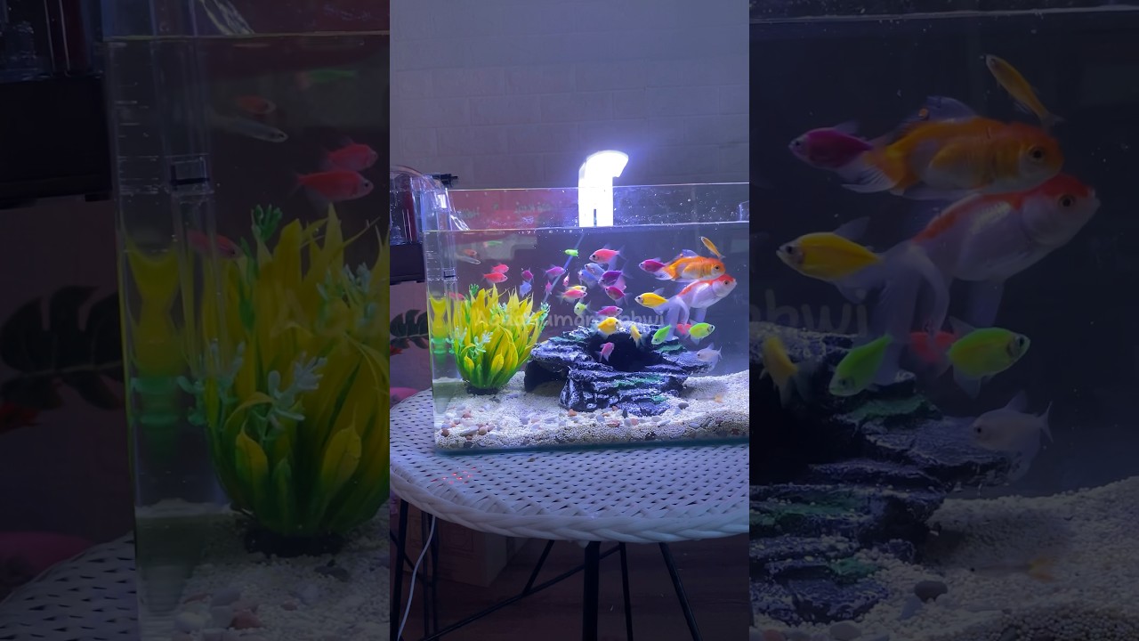 Unboxing akuarium kaca #akuarium #fishaquarium #aquarium #akuariumikanhias #akuariumkaca