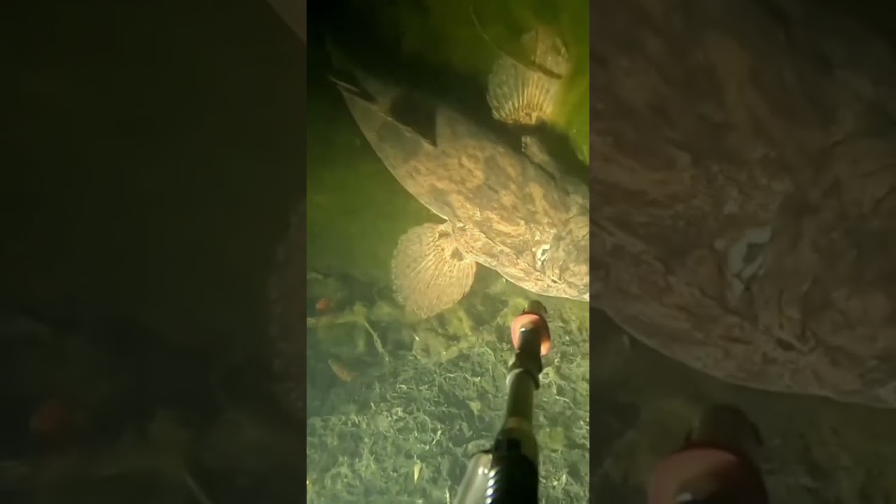 shooting grouper