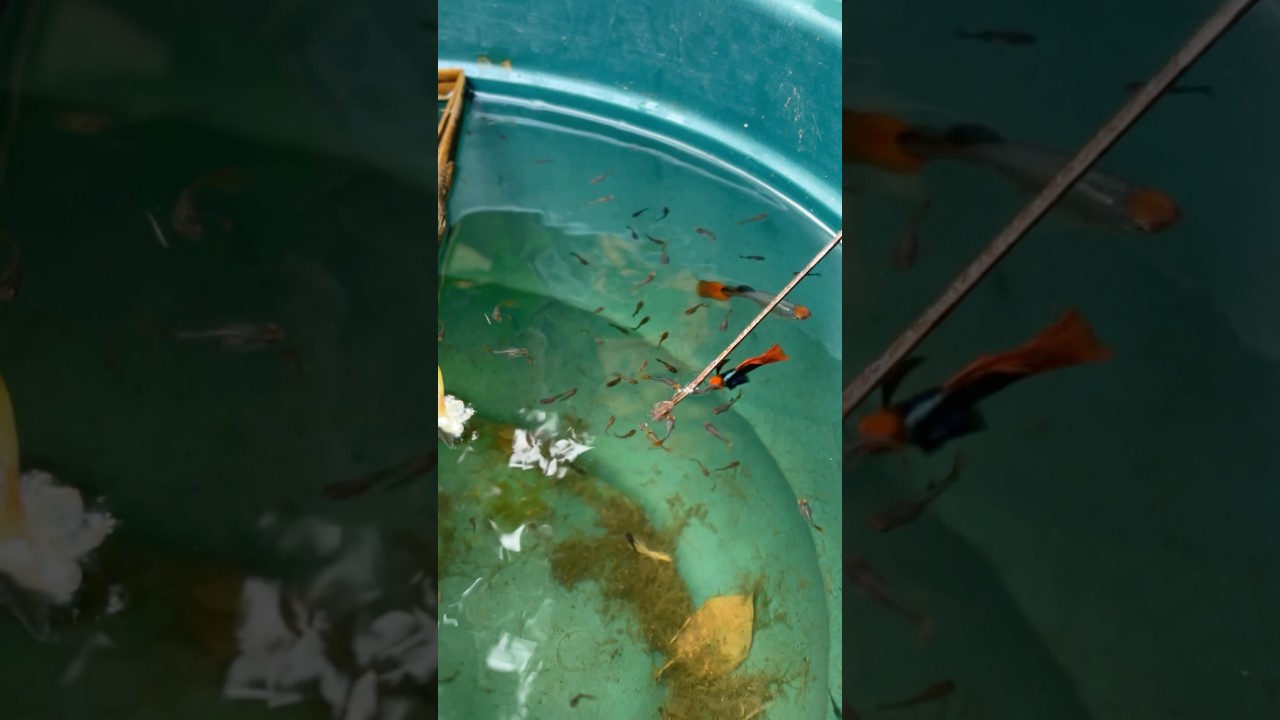 மீனுக்கு🤭கறி🍖✅விருந்து #fish #pets #தமிழ் #petscorner #guppy #day1 #male #female #vs #farm #மீன்