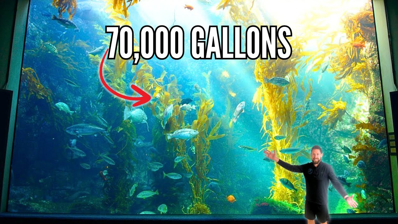 Birch Aquarium in San Diego Tour | One of California’s Best Aquariums