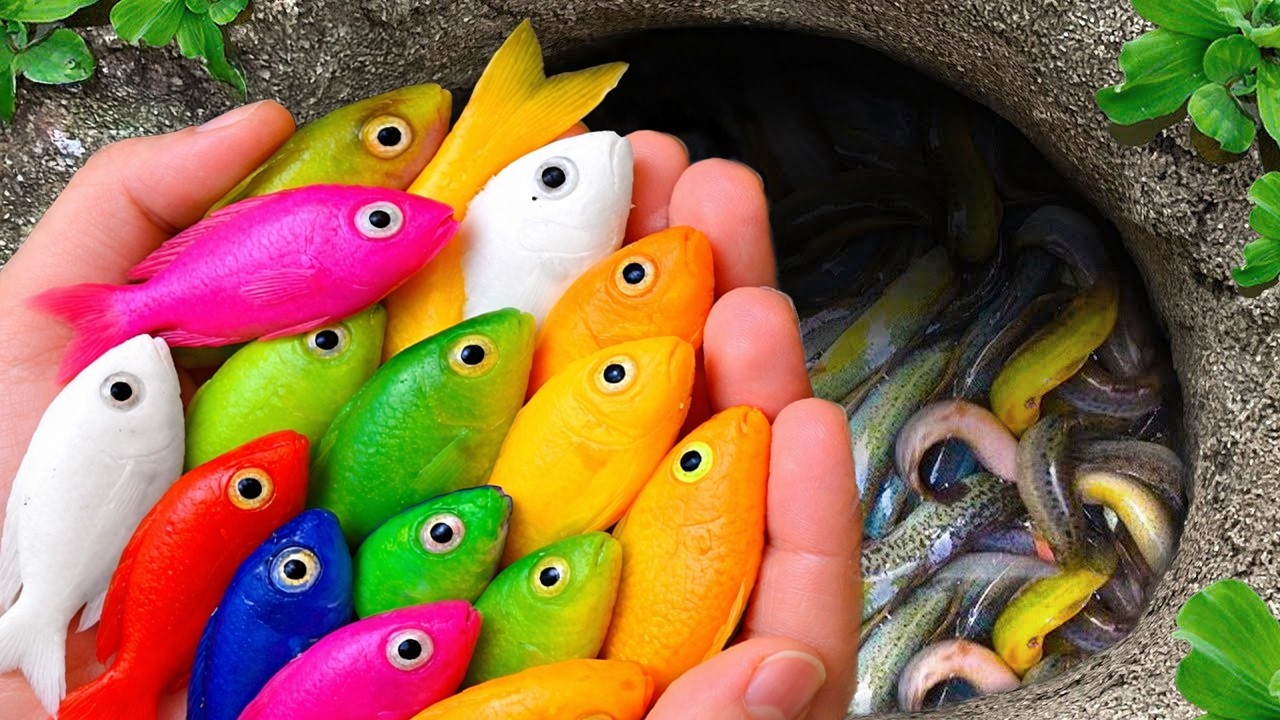 Catch beautiful aquarium fish in small pond baby turtles, glass guppies,crab , baby chickens,spiders