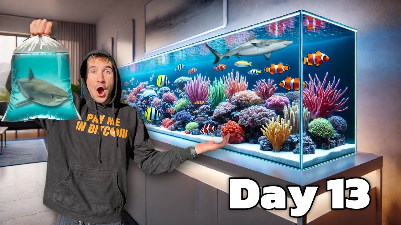 I Built My Dream Reef Aquarium in My Living Room…