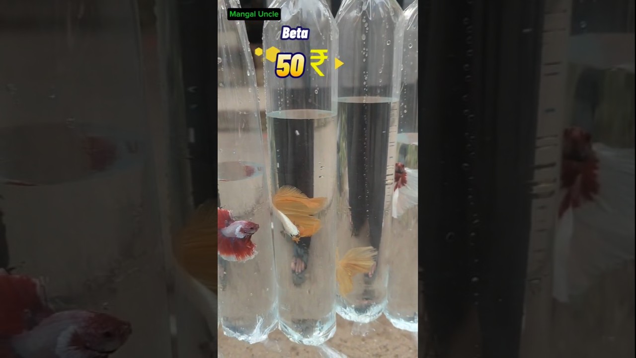 🐠 Kolathur Aquarium Market | Fishes Review & Price Details 🐟 #Shorts