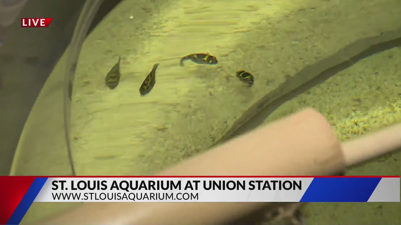 New family fun activities at the St. Louis Aquarium at Union Station