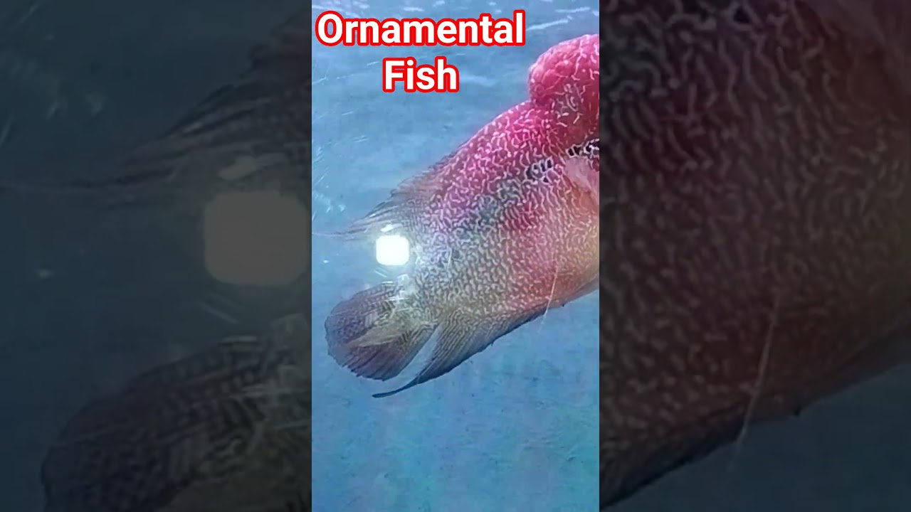 Ornamental Fishes #nature #photography
