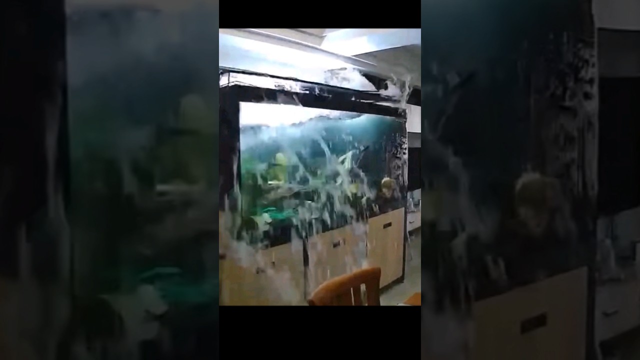earthquake destroys aquarium #pets #aquarium #earthquake #asia