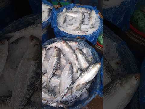 Beautiful fish  💩👨🏽‍🚒💡#shortsfeed  #fish #fishing #fishinglife  #food