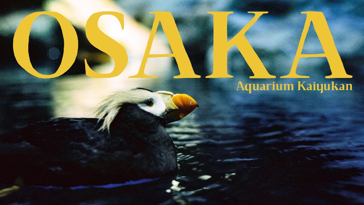 Film photography in Osaka Aquarium Kaiyukan