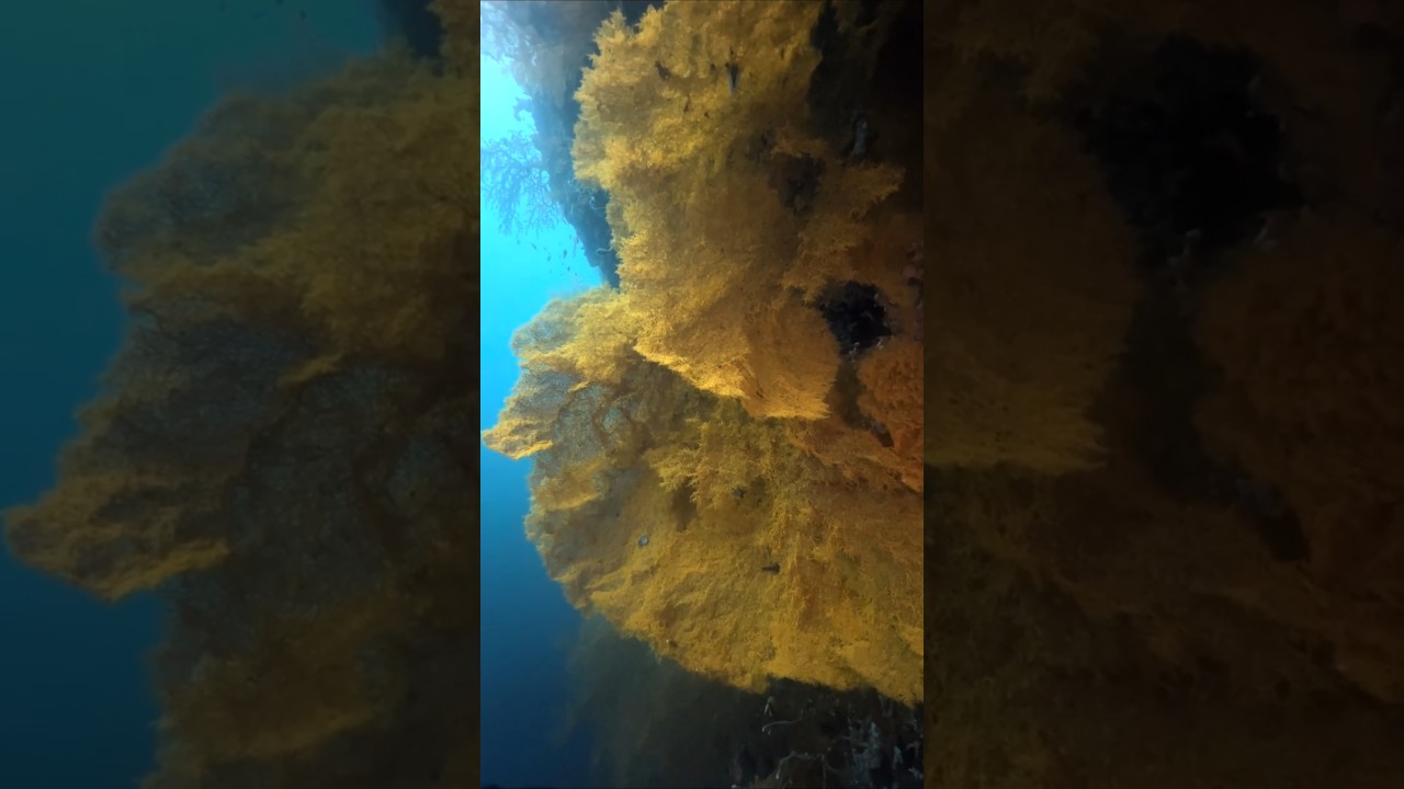 Marine life in 9:16 with just an iPhone 13 Pro #underwater #iphone #shorts