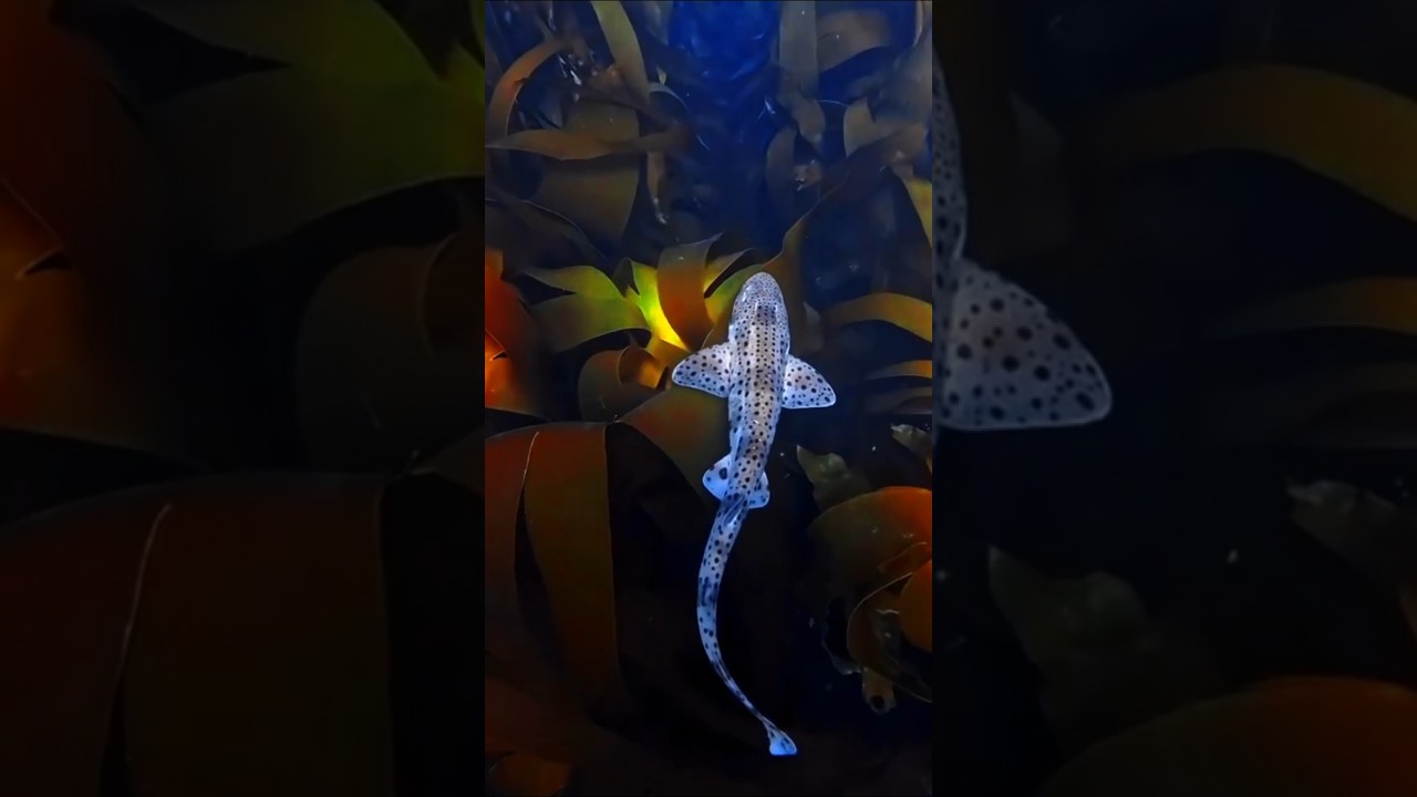 🐠 Underwater Paradise Full of Color 😍 #viral #shark #shortvideo #ocean #underwaterphotography