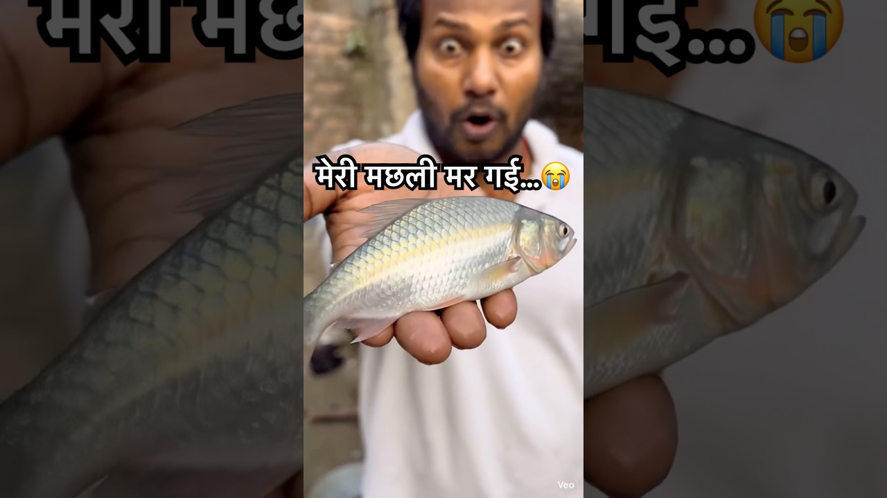 Ye Choti Machli Itni Badi Kaise Ho Gayi? 🤯 Fish Growth Timelapse #shorts