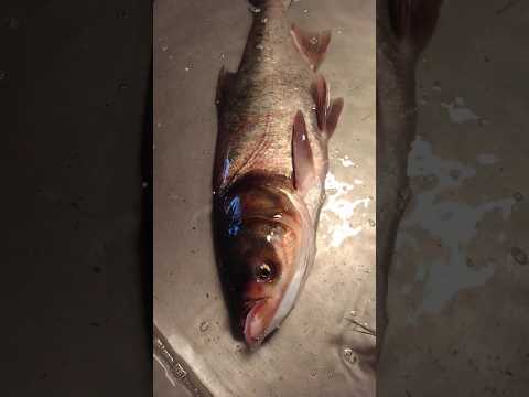 River fish 🤍💜💝#love #viral #shorts #ytshorts #short #fish #fishing  #animals #food #foodie
