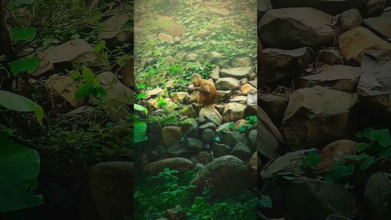 Cinematic wild life #shorts #wildlife #cinematic