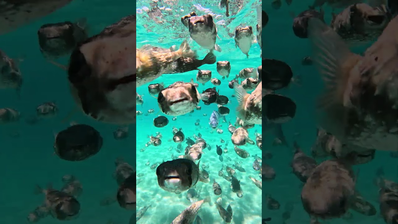 Cutest Fish in the Sea π¬ Rafa Mesquita #GoPro