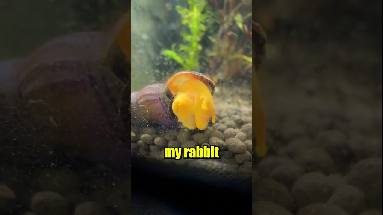 Discovering a Baby Snail in my Aquarium