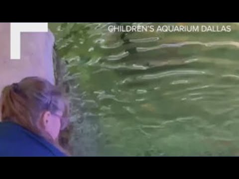 Nurse sharks find new home at Children’s Aquarium Dallas