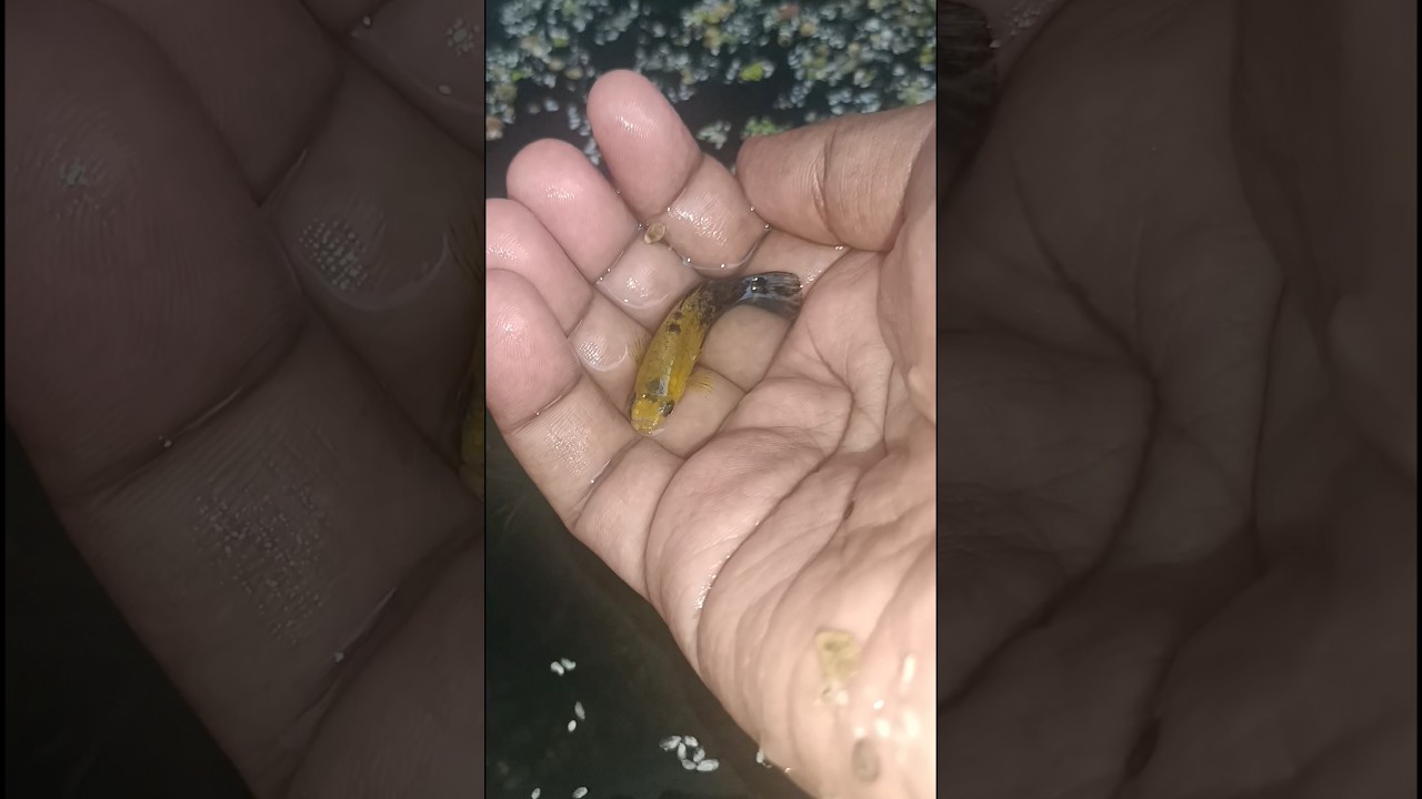 Panda Molly Fish | Aquarium Molly fish Breeding Tub setup | Panda Moll | Breeding Molly fish