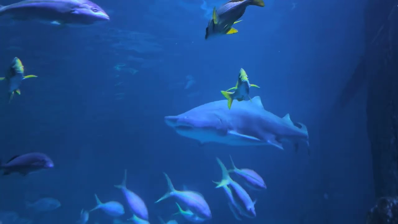 Samsung S23 Ultra 4K60 video and Raw photos from Adventure Aquarium in Camden,NJ