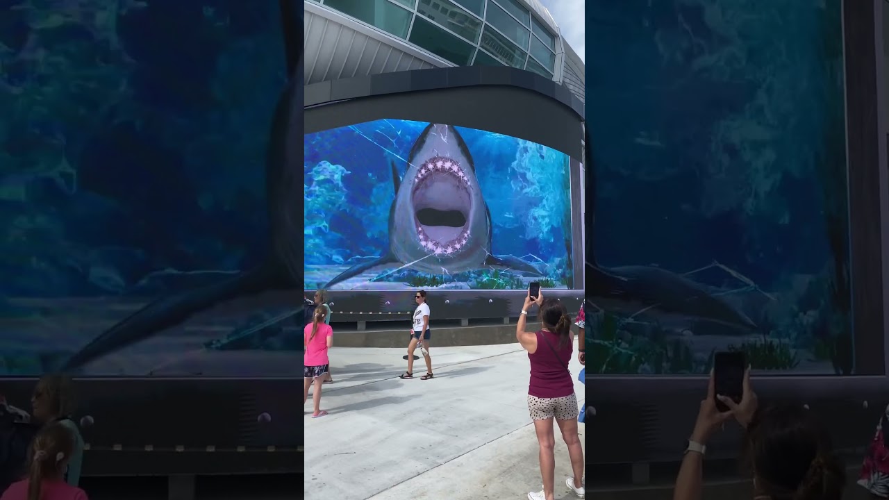 3D Shark Action! Runnnn!!! #bahamas #nassau #shark #epic #wow