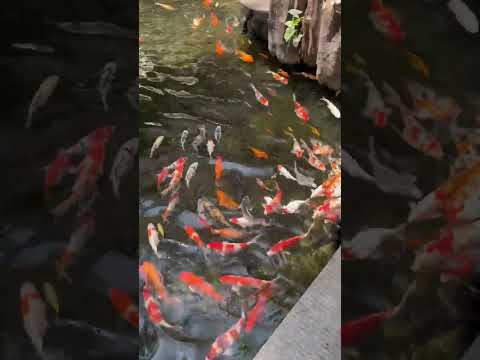 Aquarium♥️ in Cubbon Park Bangalore👆👆👆 #shorts #theglobetrotter