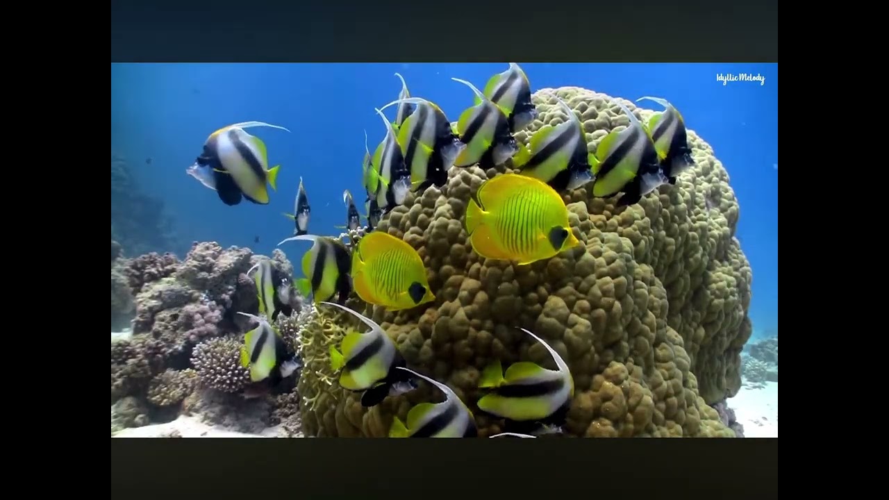 Aquarium, lullaby song￼