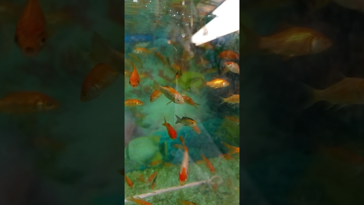 Fish |Aquarium #fish #golden #aquarium #photography #beautiful #viralvideo #shorts #viralshorts