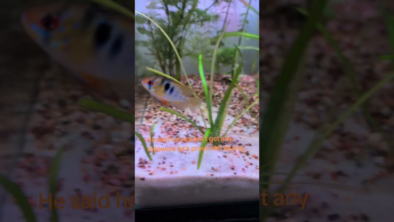 German Blue Ram new edition. #shorts #cichlids #fish #aquarium #photography
