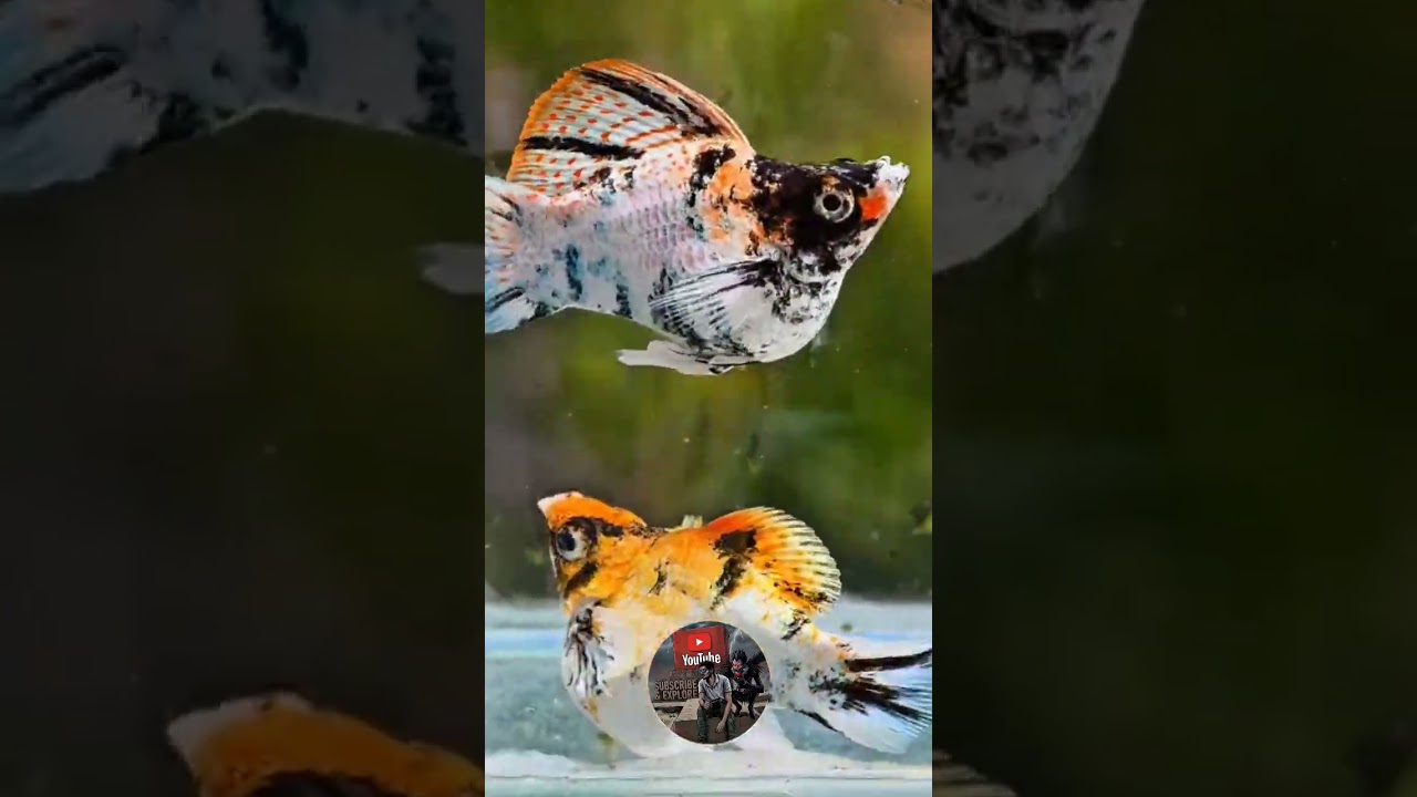 🌈 Imported Fancy Molly Fish | Colorful Aquarium Beauty #Shorts