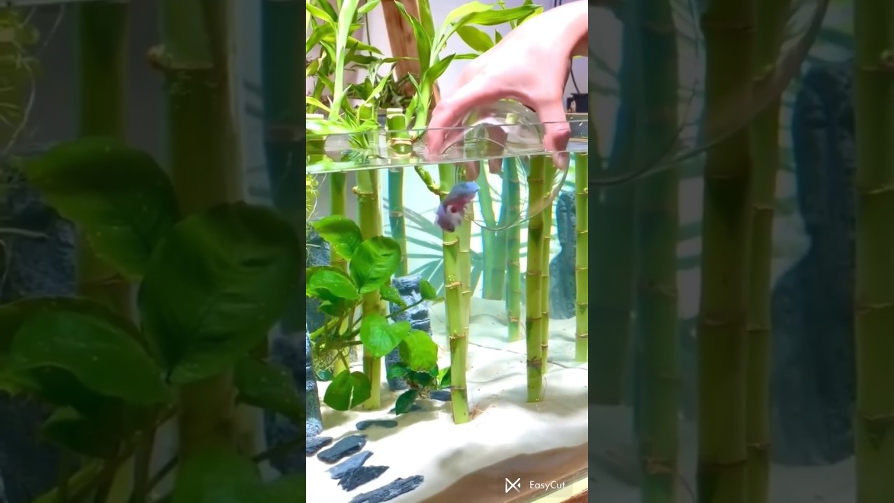 Lucky bamboo tank setup for betta fish #shorts