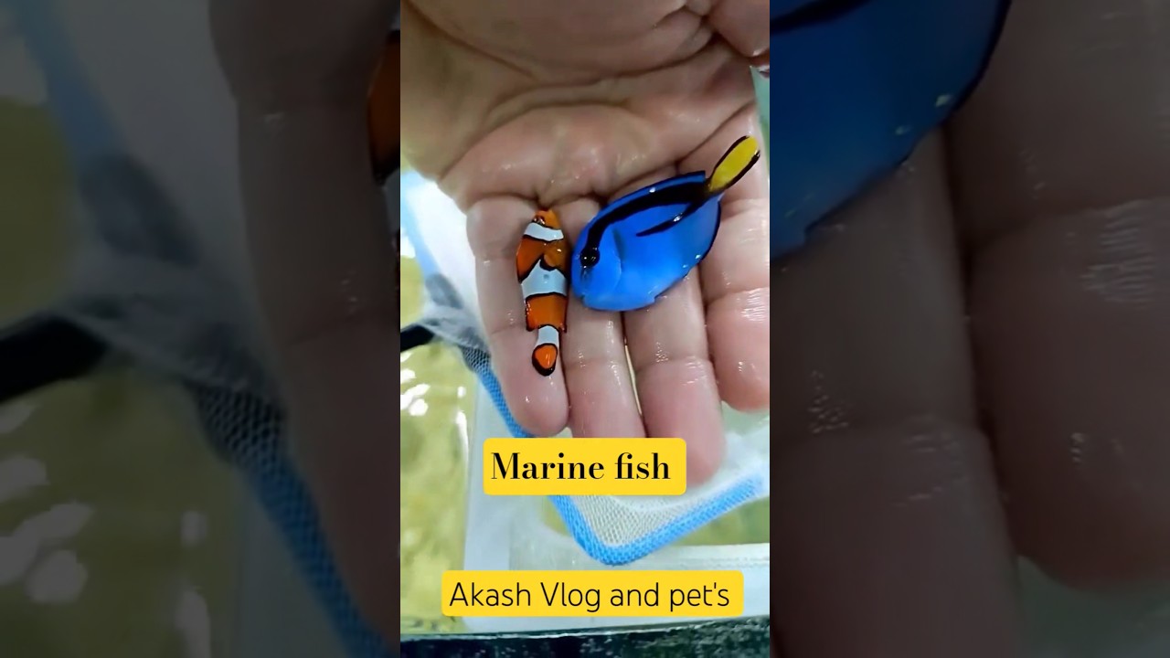 Marine fish | Juvenile Clown Fish | Juvenile Blue Tang Fish | Marine aquarium| Salt water fish