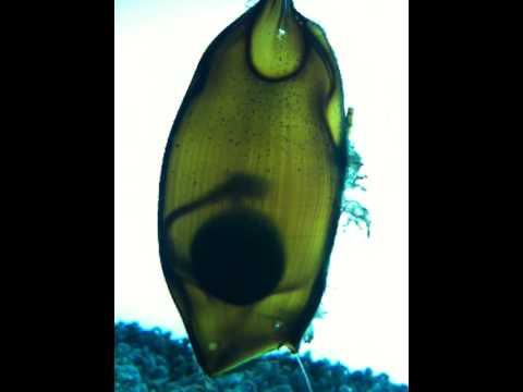 Mermaid's Purse – shark egg case at SEA LIFE Aquarium