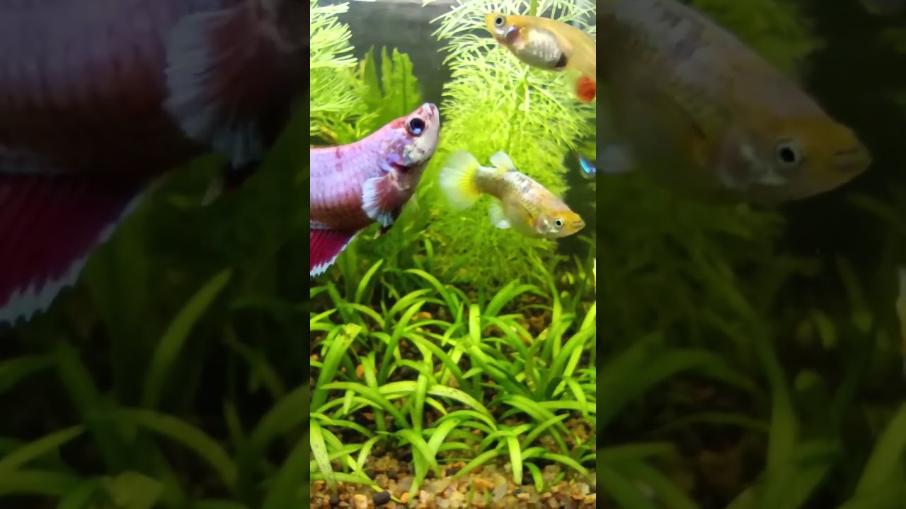 My Beautiful Fish Family! 🐟❤️ #aquascape #aquarium #fish #aquariumlife