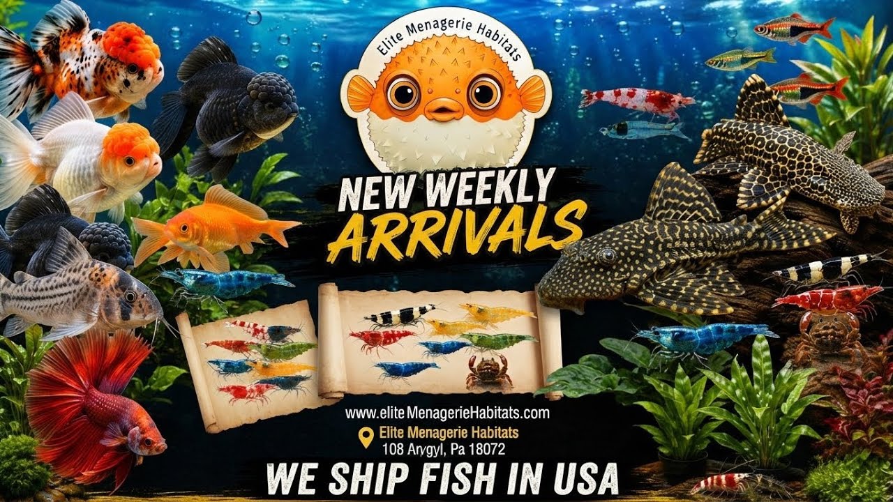 New freshwater fish tank arrivals at Elite Menagerie Habitats #aquarium #oranda #shrimp #corydoras