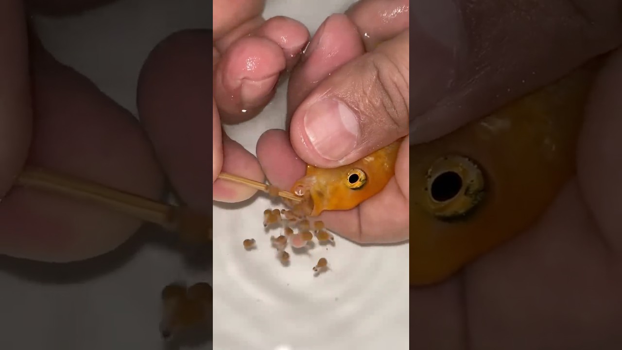 Red cheek fish gives birth to 34 baby fish 🐬😍💪🙏 #fish #fishing