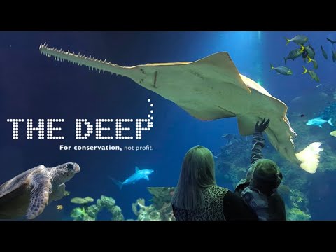 THE DEEP🐠 THE AMAZING AQUARIUM IN HULL 🦈🪸